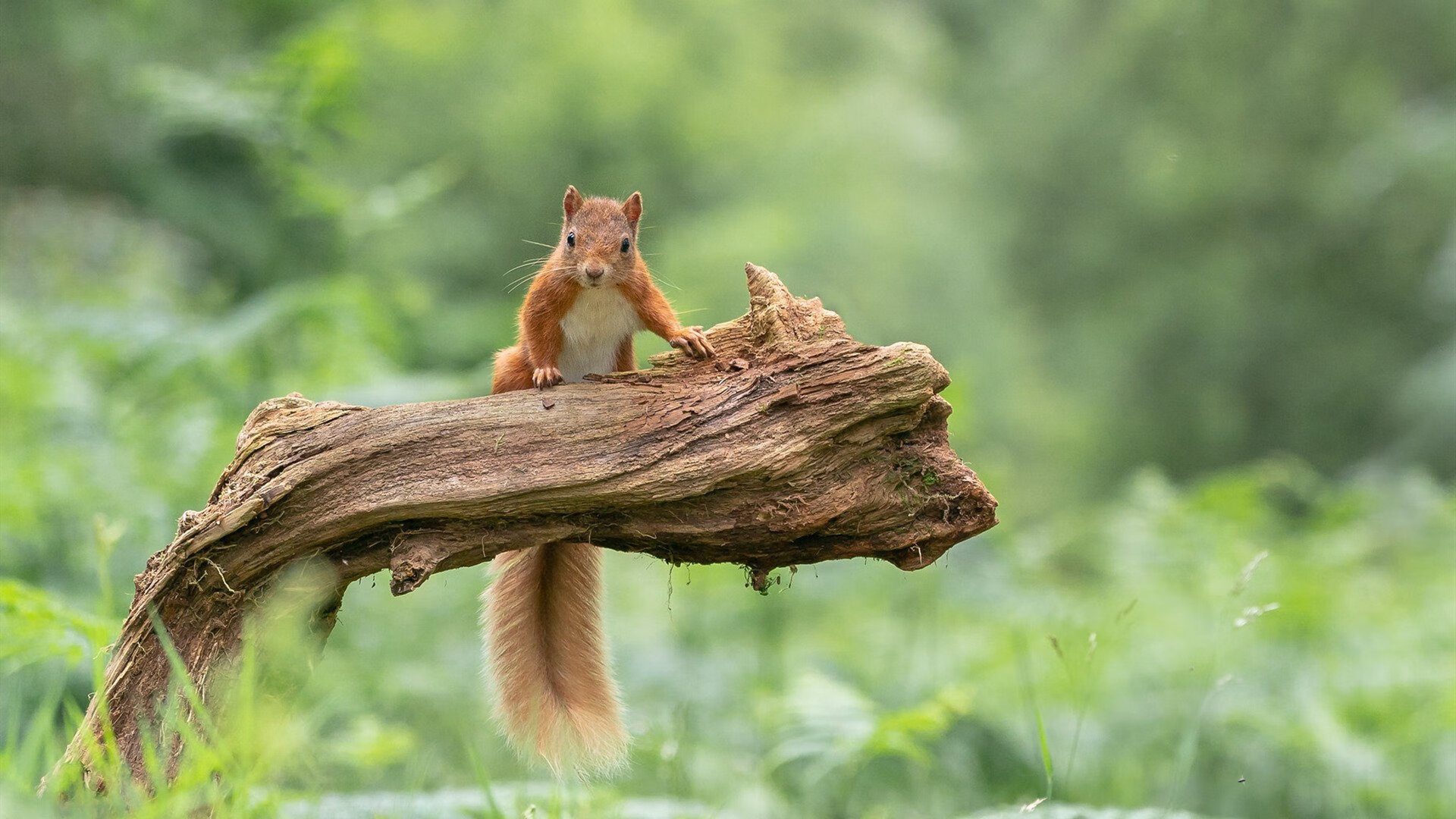职业联赛失去地域归属感引发冷淡，职业联赛选手